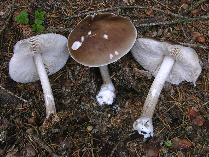 Fungo da determinare 11.